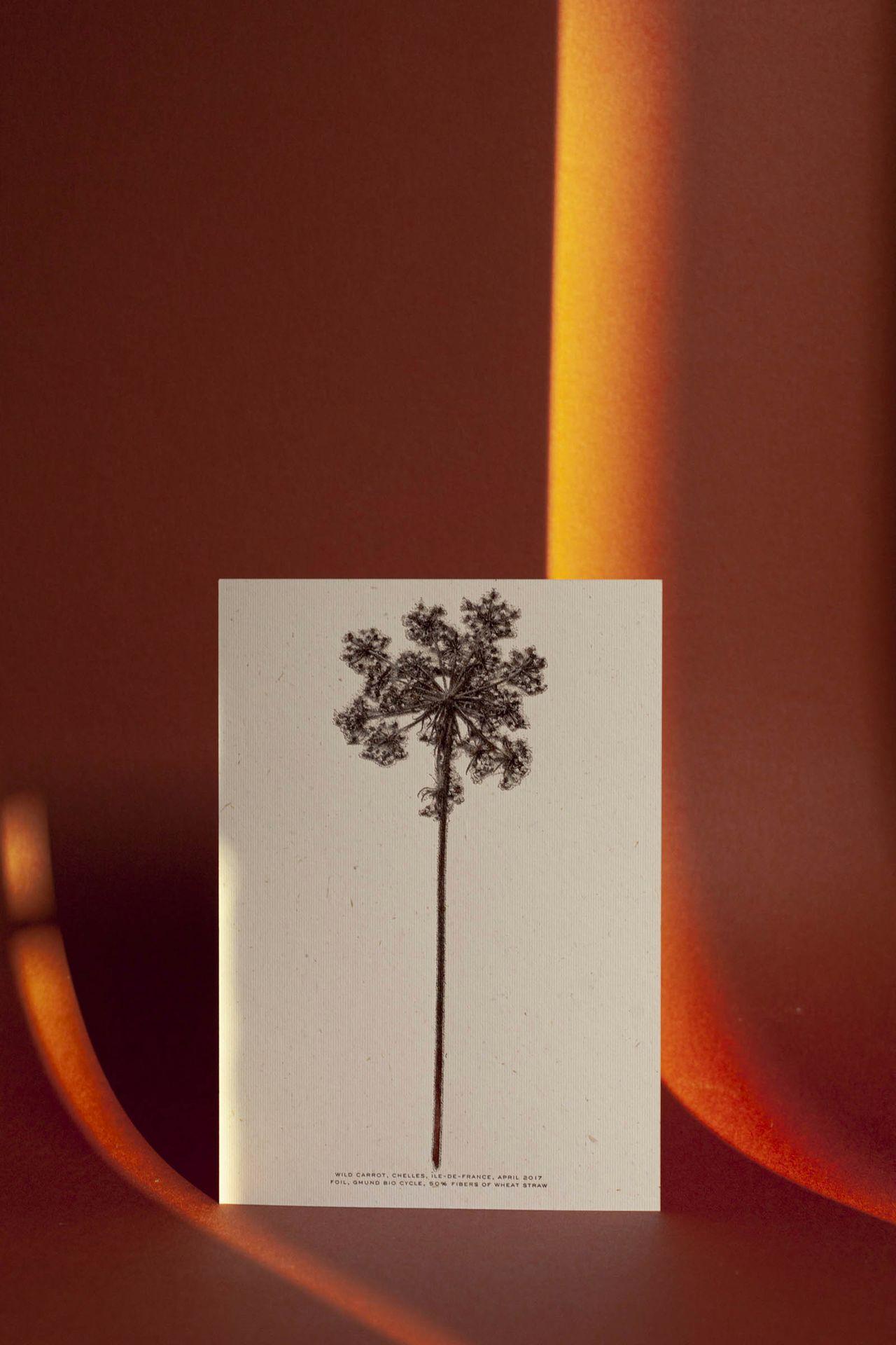 idm_bitmap_flowers_gifts_by_mt_photo_et_copyright_idm_courtesy_mt_01.jpg
